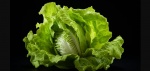 La lechuga vuelve a ganar atención por sus beneficios digestivos