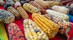 Tlaxcala pone al maíz nativo en el centro y revela por qué puede cambiar el futuro del campo