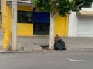 Por: Lula Pineda Continuidad de recolección de basura en Coronango: Armando Aguirre
