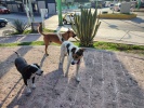Personal revisa animales por casos de gusano barrenador en Tlaxcala