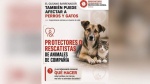 Foto: Cortesía Perro atendido por posible caso de gusano barrenador en Tlaxcala