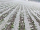 Región Izta-Popo reportó daño en 170 hectáreas de cultivo tras granizada