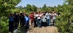 cultivo de aguacate en campos de Puebla con productores trabajando